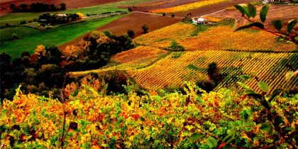 Verdicchio: a wine from the Marche region, excellence made in Italy